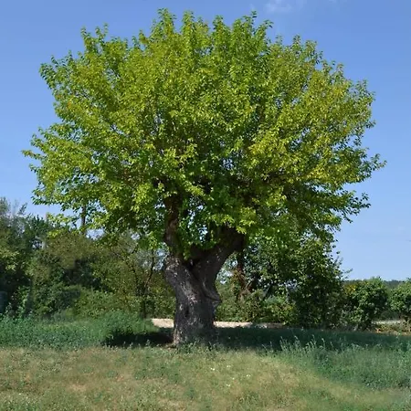 Cascina Cortassa B&B